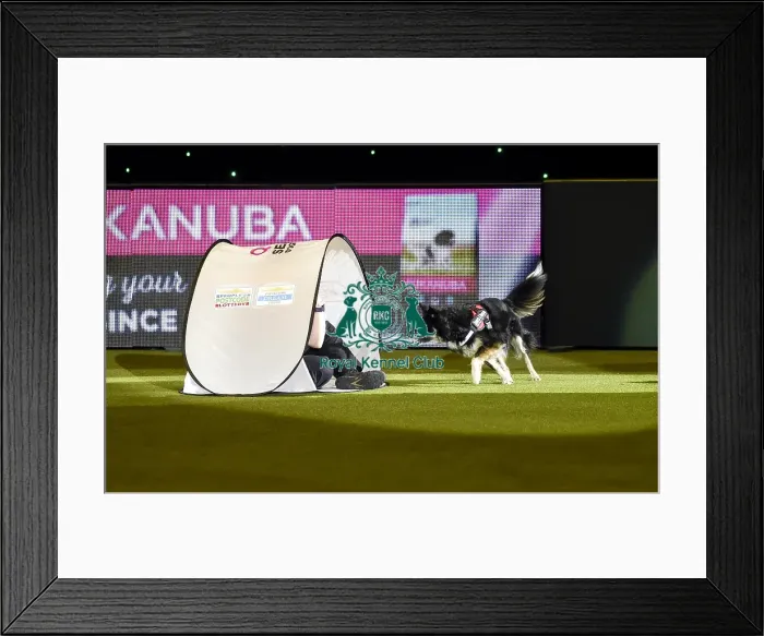 Framed Print : Crufts 2019 - Day Three, NEC, UK - 9 Mar 2019 Framed Print : Crufts 2019 - Day Three, NEC, UK - 9 Mar 2019