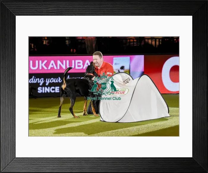 Framed Print : Crufts 2019 - Day Three, NEC, UK - 9 Mar 2019 Framed Print : Crufts 2019 - Day Three, NEC, UK - 9 Mar 2019