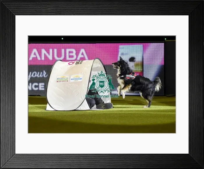 Framed Print : Crufts 2019 - Day Three, NEC, UK - 9 Mar 2019 Framed Print : Crufts 2019 - Day Three, NEC, UK - 9 Mar 2019