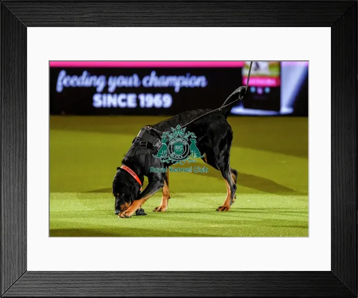 Framed Print : Crufts 2019 - Day Three, NEC, UK - 9 Mar 2019 Framed Print : Crufts 2019 - Day Three, NEC, UK - 9 Mar 2019