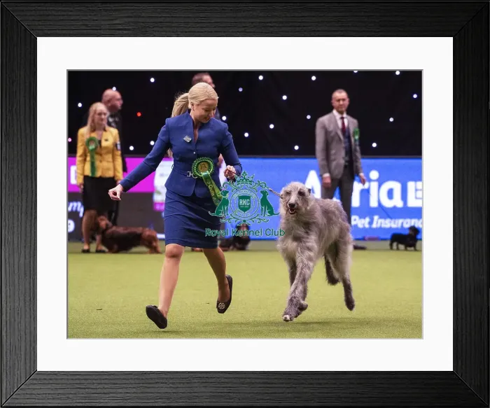 Framed Print : Crufts 2019 - Best of Breed / Hound Framed Print : Crufts 2019 - Best of Breed / Hound