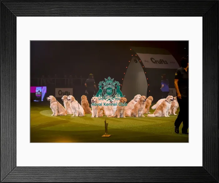 Framed Print : Crufts 2019 - Day Three, NEC, UK - 9 Mar 2019 Framed Print : Crufts 2019 - Day Three, NEC, UK - 9 Mar 2019
