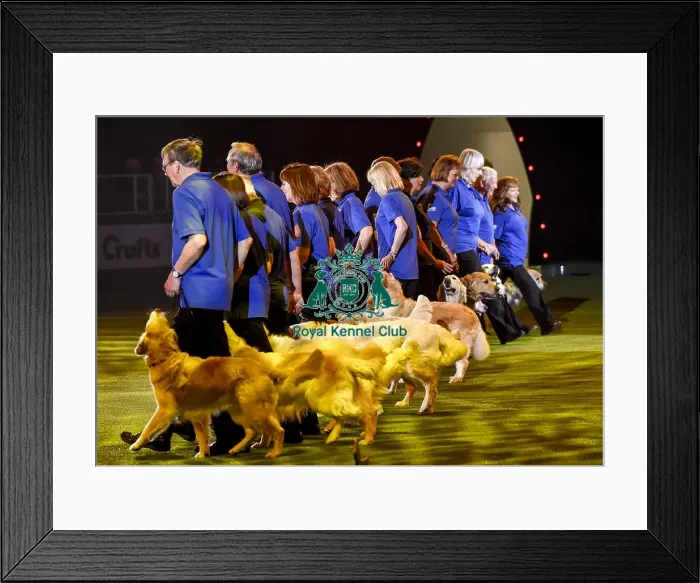 Framed Print : Crufts 2019 - Day Three, NEC, UK - 9 Mar 2019 Framed Print : Crufts 2019 - Day Three, NEC, UK - 9 Mar 2019