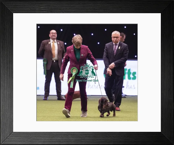 Framed Print : Crufts 2019 - Best of Breed / Hound Framed Print : Crufts 2019 - Best of Breed / Hound