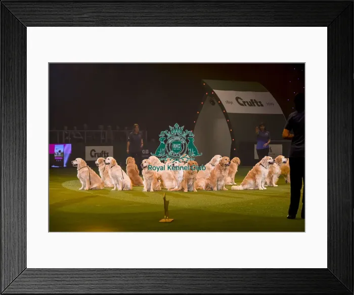 Framed Print : Crufts 2019 - Day Three, NEC, UK - 9 Mar 2019 Framed Print : Crufts 2019 - Day Three, NEC, UK - 9 Mar 2019