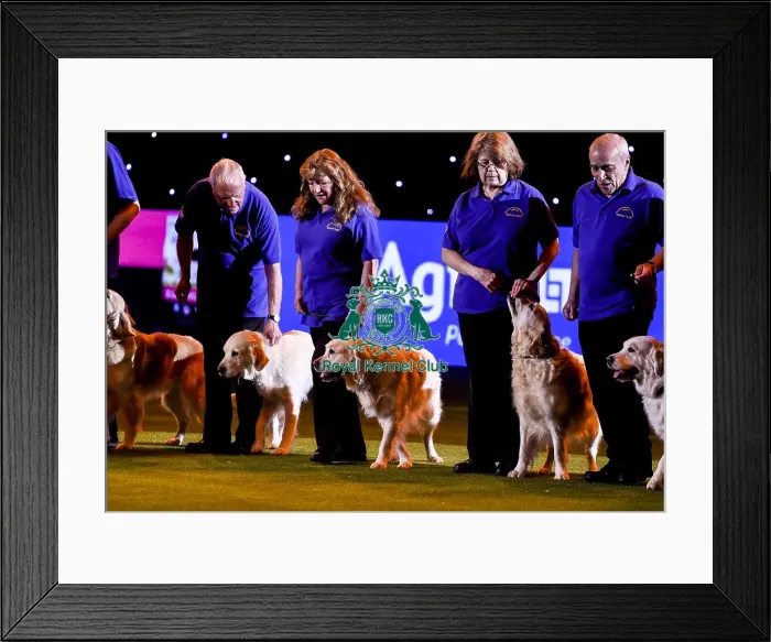 Framed Print : Crufts 2019 - Day Three, NEC, UK - 9 Mar 2019 Framed Print : Crufts 2019 - Day Three, NEC, UK - 9 Mar 2019