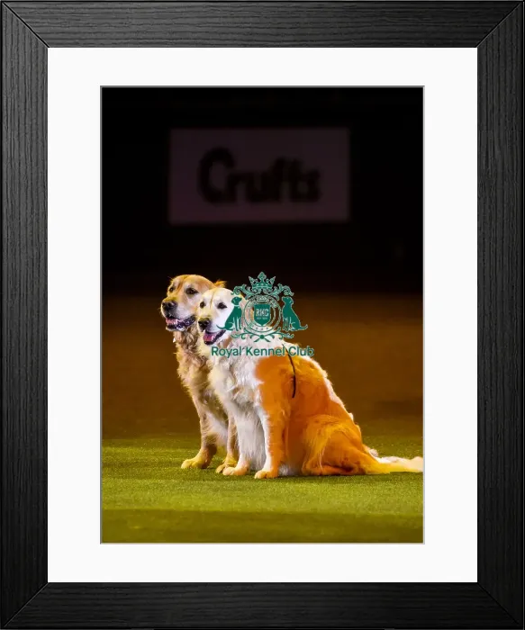 Framed Print : Crufts 2019 - Day Three, NEC, UK - 9 Mar 2019 Framed Print : Crufts 2019 - Day Three, NEC, UK - 9 Mar 2019