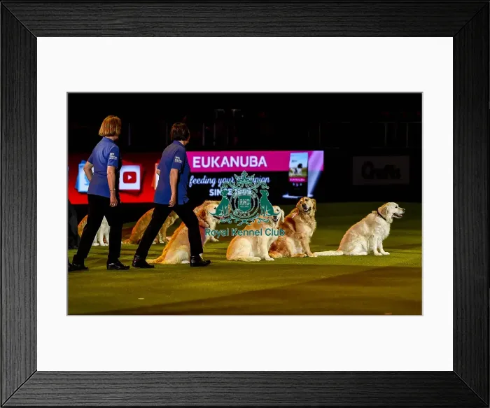 Framed Print : Crufts 2019 - Day Three, NEC, UK - 9 Mar 2019 Framed Print : Crufts 2019 - Day Three, NEC, UK - 9 Mar 2019