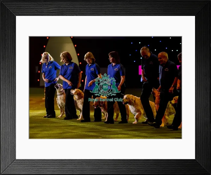 Framed Print : Crufts 2019 - Day Three, NEC, UK - 9 Mar 2019 Framed Print : Crufts 2019 - Day Three, NEC, UK - 9 Mar 2019