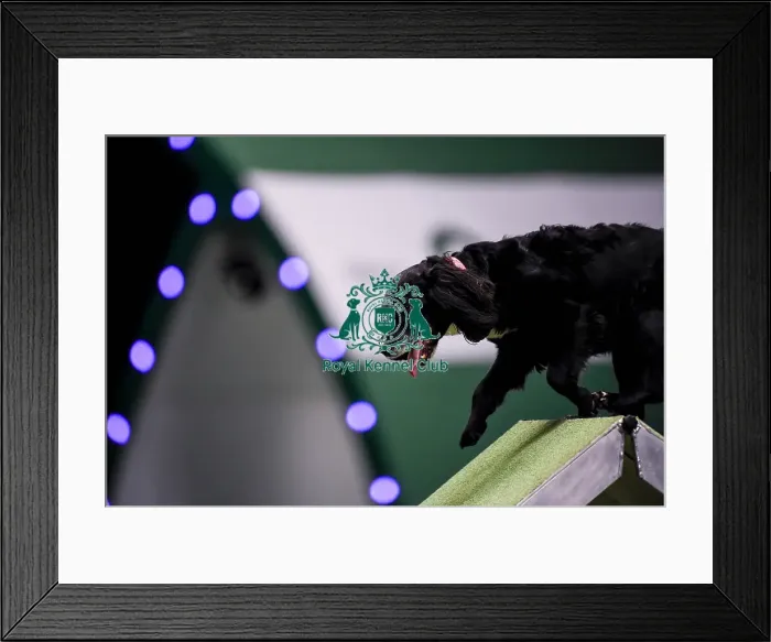 Framed Print : Crufts 2019 - Day Two, NEC, UK - 8 Mar 2019 Framed Print : Crufts 2019 - Day Two, NEC, UK - 8 Mar 2019