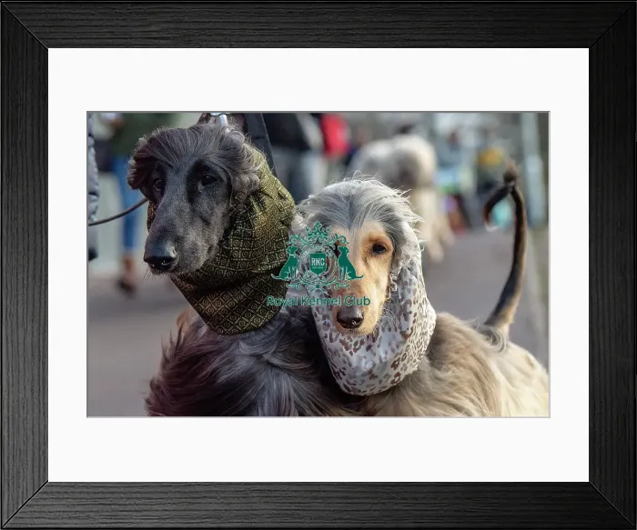 Framed Print : Crufts 2019 - Day Three, NEC, UK - 9 Mar 2019 Framed Print : Crufts 2019 - Day Three, NEC, UK - 9 Mar 2019