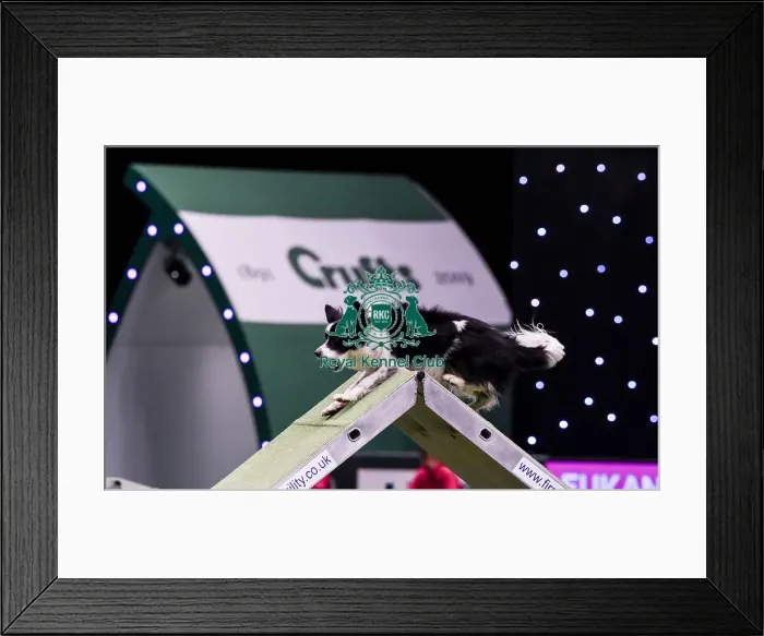 Framed Print : Crufts 2019 - Day Two, NEC, UK - 8 Mar 2019 Framed Print : Crufts 2019 - Day Two, NEC, UK - 8 Mar 2019