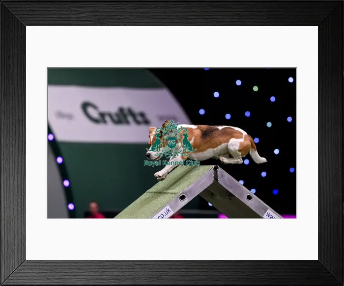Framed Print : Crufts 2019 - Day Two, NEC, UK - 8 Mar 2019 Framed Print : Crufts 2019 - Day Two, NEC, UK - 8 Mar 2019