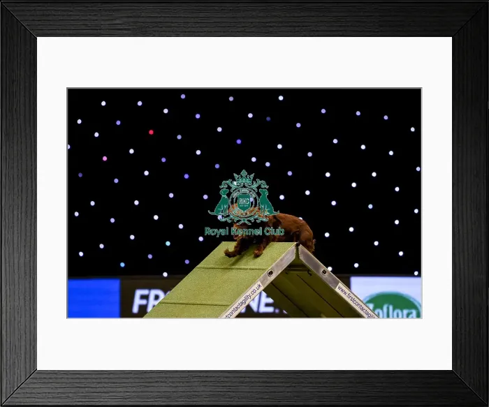 Framed Print : Crufts 2019 - Day Two, NEC, UK - 8 Mar 2019 Framed Print : Crufts 2019 - Day Two, NEC, UK - 8 Mar 2019