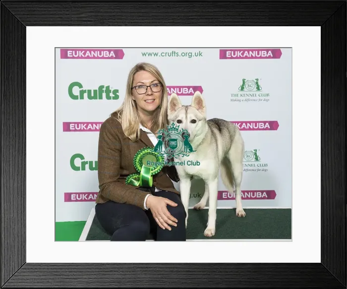 Framed Print : Crufts 2019 - Best of Breed / Working Framed Print : Crufts 2019 - Best of Breed / Working