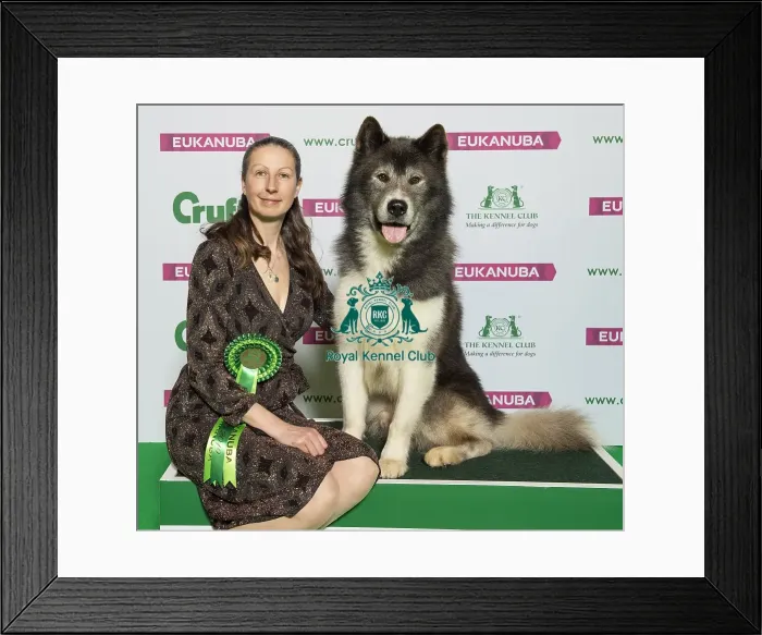 Framed Print : Crufts 2019 - Best of Breed  /  Working
