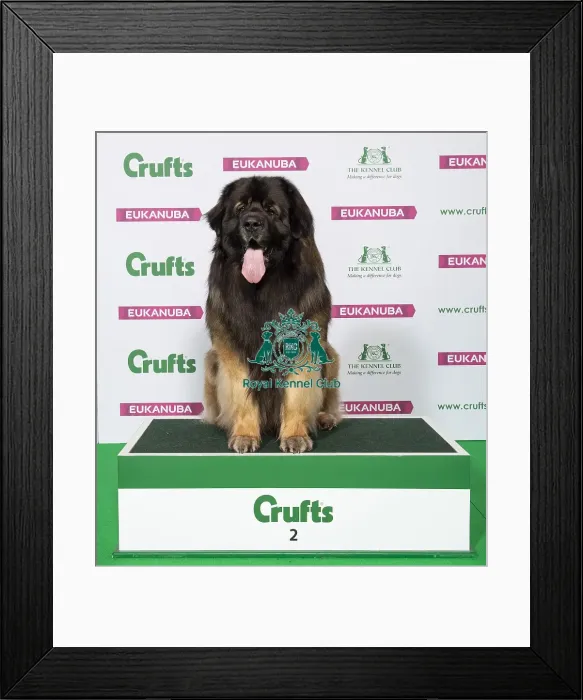 Framed Print : Crufts 2019 - Best of Breed / Working Framed Print : Crufts 2019 - Best of Breed / Working