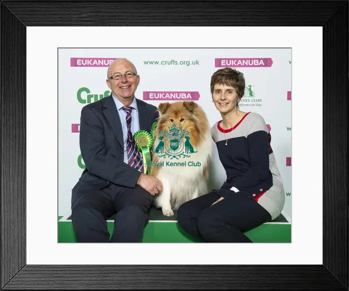 Framed Print : Crufts 2019 - Best of Breed / Pastoral Framed Print : Crufts 2019 - Best of Breed / Pastoral