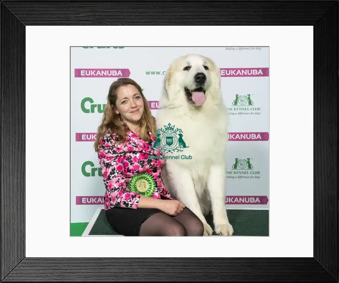 Framed Print : Crufts 2019 - Best of Breed / Pastoral Framed Print : Crufts 2019 - Best of Breed / Pastoral