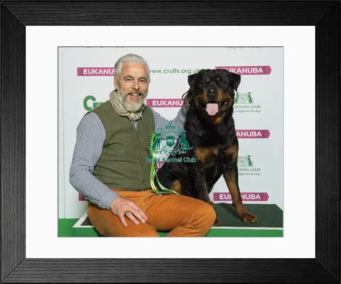 Framed Print : Crufts 2019 - Best of Breed / Working Framed Print : Crufts 2019 - Best of Breed / Working
