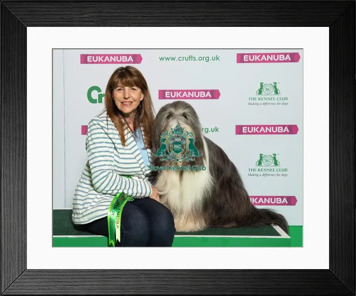 Framed Print : Crufts 2019 - Best of Breed / Pastoral Framed Print : Crufts 2019 - Best of Breed / Pastoral