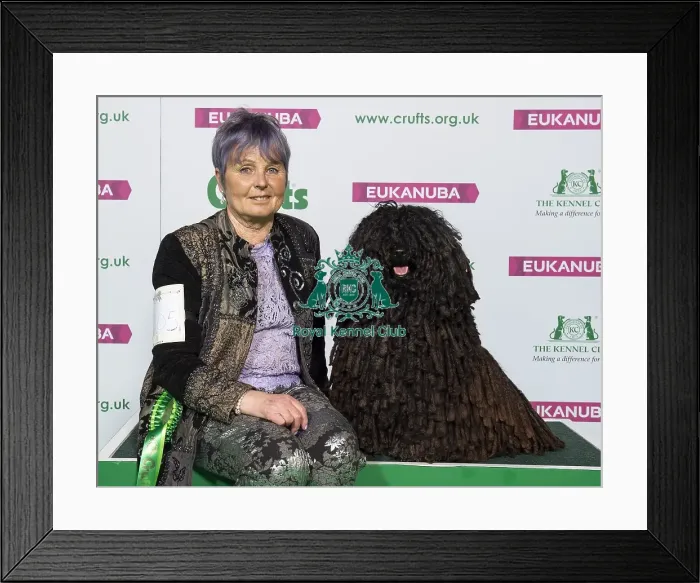 Framed Print : Crufts 2019 - Best of Breed / Pastoral Framed Print : Crufts 2019 - Best of Breed / Pastoral