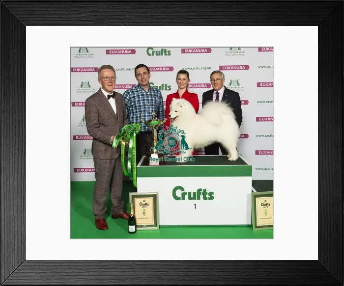 Framed Print : Crufts 2019 - Best of Breed / Pastoral Framed Print : Crufts 2019 - Best of Breed / Pastoral