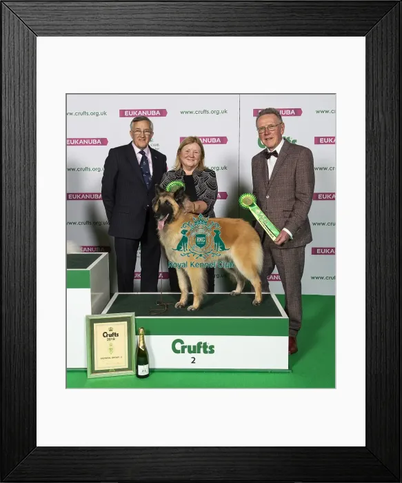 Framed Print : Crufts 2019 - Best of Breed / Pastoral Framed Print : Crufts 2019 - Best of Breed / Pastoral