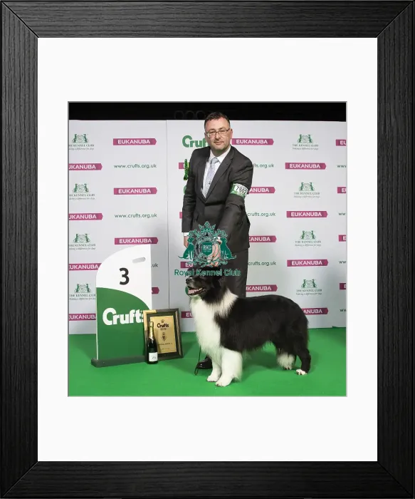 Framed Print : Crufts 2019 - Best of Breed / Pastoral Framed Print : Crufts 2019 - Best of Breed / Pastoral