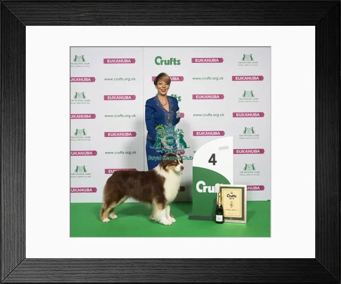 Framed Print : Crufts 2019 - Best of Breed / Pastoral Framed Print : Crufts 2019 - Best of Breed / Pastoral
