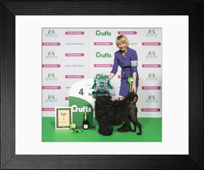 Framed Print : Crufts 2019 - Best of Breed / Working Framed Print : Crufts 2019 - Best of Breed / Working