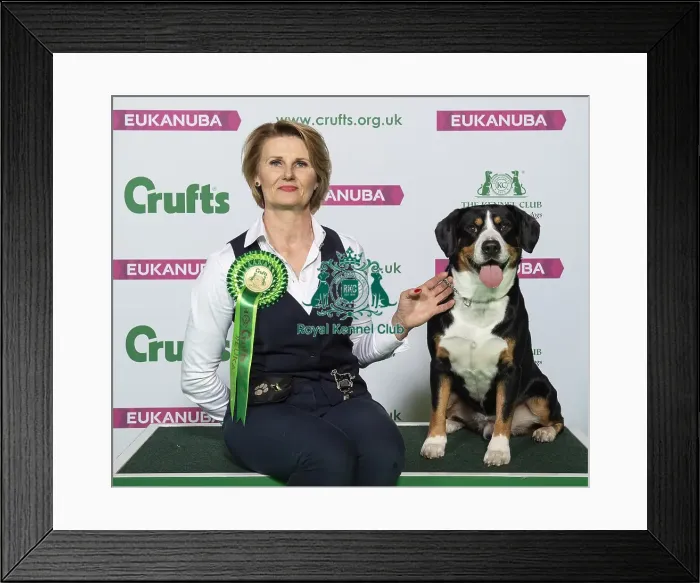 Framed Print : Crufts 2019 - Best of Breed / Working Framed Print : Crufts 2019 - Best of Breed / Working