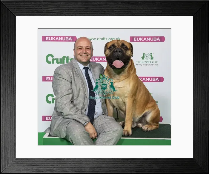 Framed Print : Crufts 2019 - Best of Breed / Working Framed Print : Crufts 2019 - Best of Breed / Working