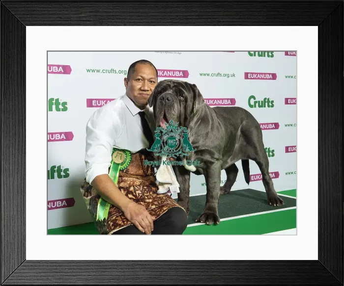 Framed Print : Crufts 2019 - Best of Breed / Working Framed Print : Crufts 2019 - Best of Breed / Working