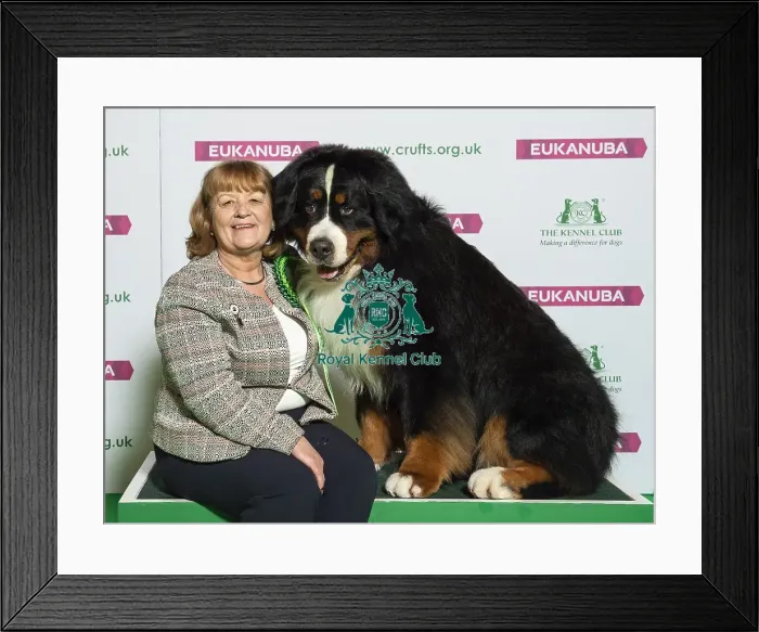 Framed Print : Crufts 2019 - Best of Breed / Working Framed Print : Crufts 2019 - Best of Breed / Working