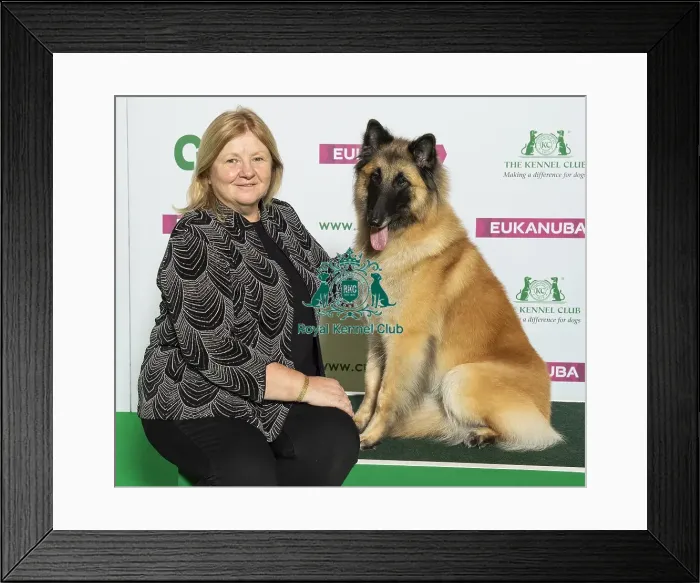 Framed Print : Crufts 2019 - Best of Breed / Pastoral Framed Print : Crufts 2019 - Best of Breed / Pastoral