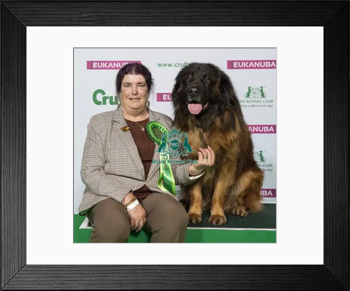 Framed Print : Crufts 2019 - Best of Breed / Pastoral Framed Print : Crufts 2019 - Best of Breed / Pastoral