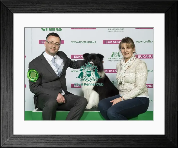 Framed Print : Crufts 2019 - Best of Breed / Pastoral Framed Print : Crufts 2019 - Best of Breed / Pastoral