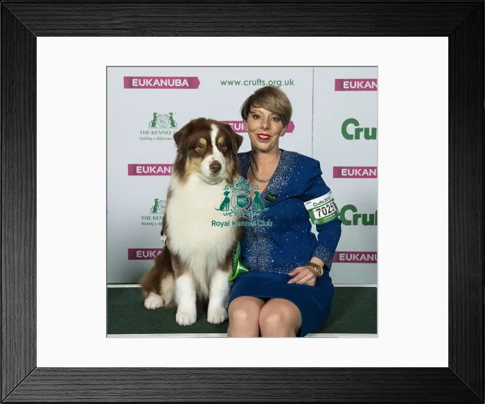 Framed Print : Crufts 2019 - Best of Breed / Pastoral Framed Print : Crufts 2019 - Best of Breed / Pastoral