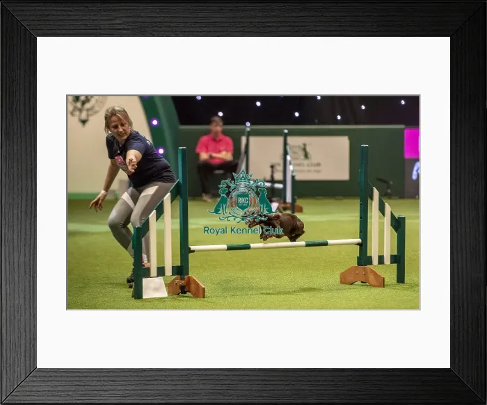 Framed Print : Crufts 2019 - Day Two, NEC, UK - 8 Mar 2019 Framed Print : Crufts 2019 - Day Two, NEC, UK - 8 Mar 2019