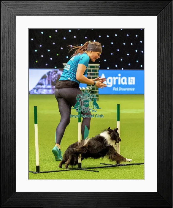 Framed Print : Crufts 2019 - Day Two, NEC, UK - 8 Mar 2019 Framed Print : Crufts 2019 - Day Two, NEC, UK - 8 Mar 2019