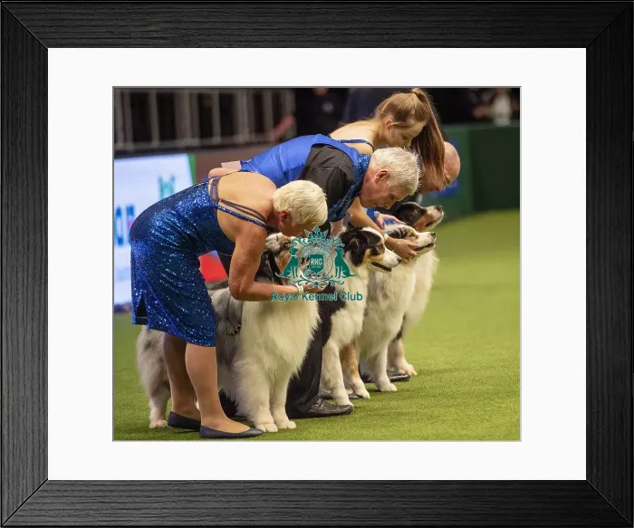 Framed Print : Crufts 2019 - Day Two, NEC, UK - 8 Mar 2019 Framed Print : Crufts 2019 - Day Two, NEC, UK - 8 Mar 2019