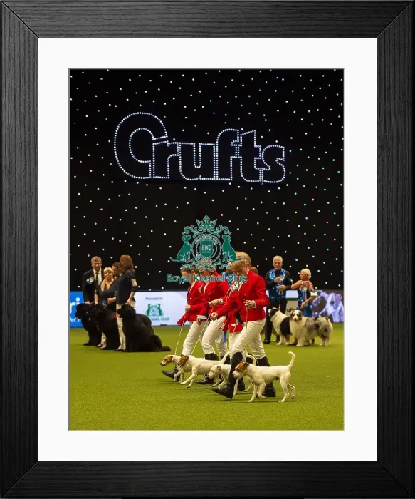 Framed Print : Crufts 2019 - Day Two, NEC, UK - 8 Mar 2019 Framed Print : Crufts 2019 - Day Two, NEC, UK - 8 Mar 2019