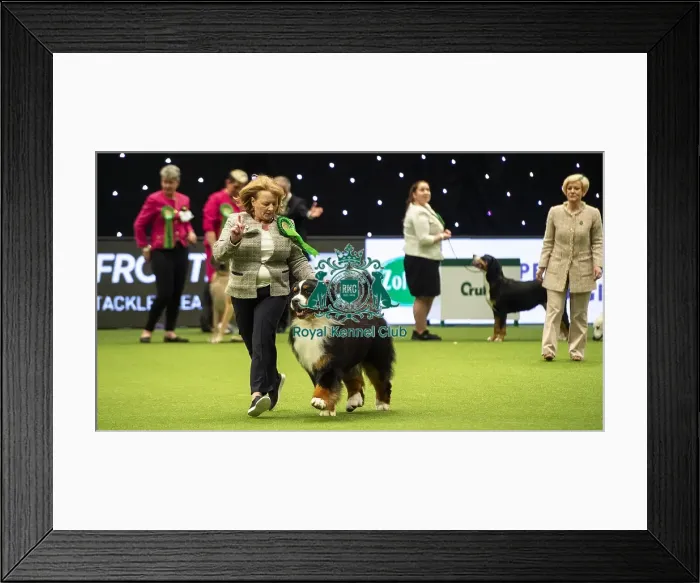 Framed Print : Crufts 2019 - Best of Breed / Working Framed Print : Crufts 2019 - Best of Breed / Working