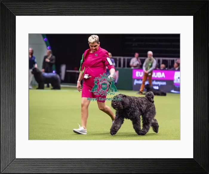 Framed Print : Crufts 2019 - Best of Breed / Working Framed Print : Crufts 2019 - Best of Breed / Working