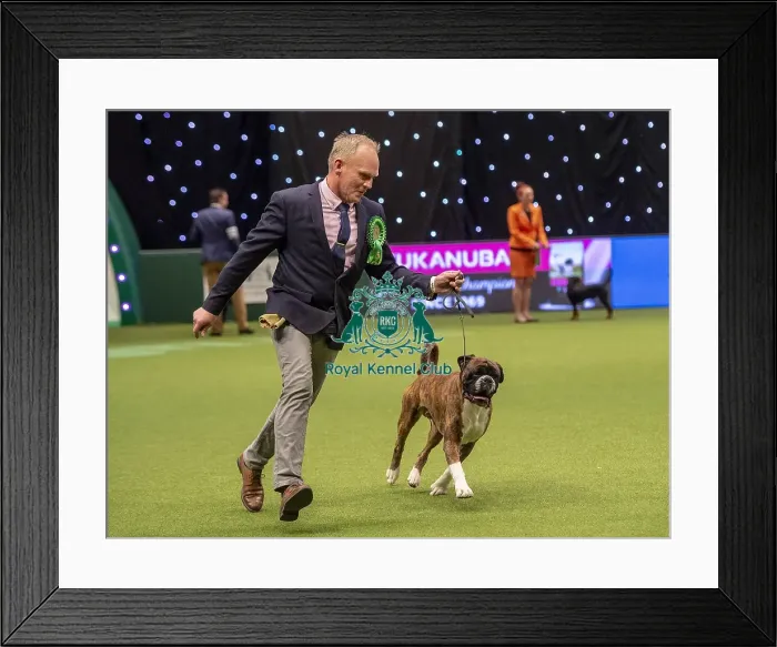 Framed Print : Crufts 2019 - Best of Breed / Working Framed Print : Crufts 2019 - Best of Breed / Working