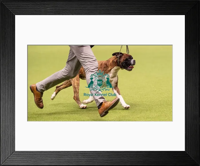Framed Print : Crufts 2019 - Best of Breed / Working Framed Print : Crufts 2019 - Best of Breed / Working