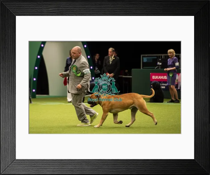 Framed Print : Crufts 2019 - Best of Breed  /  Working