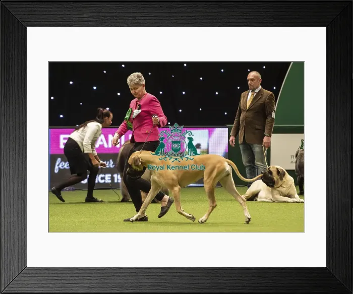 Framed Print : Crufts 2019 - Best of Breed / Working Framed Print : Crufts 2019 - Best of Breed / Working