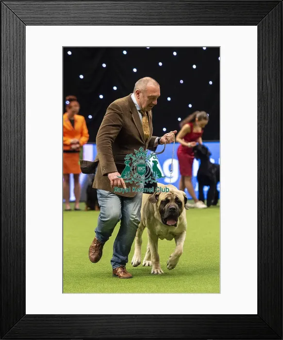 Framed Print : Crufts 2019 - Best of Breed / Working Framed Print : Crufts 2019 - Best of Breed / Working